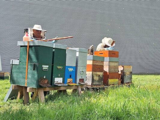 Abeille Agir pour la nature - GBM