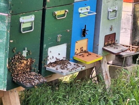 Abeille Agir pour la nature - GBM