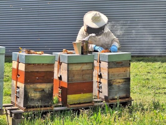 Abeille Agir pour la nature - GBM