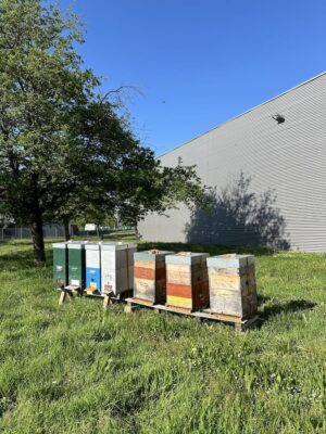 Abeille Agir pour la nature - GBM